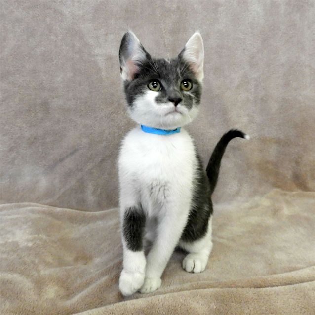 Photo of Elvis Purrsley