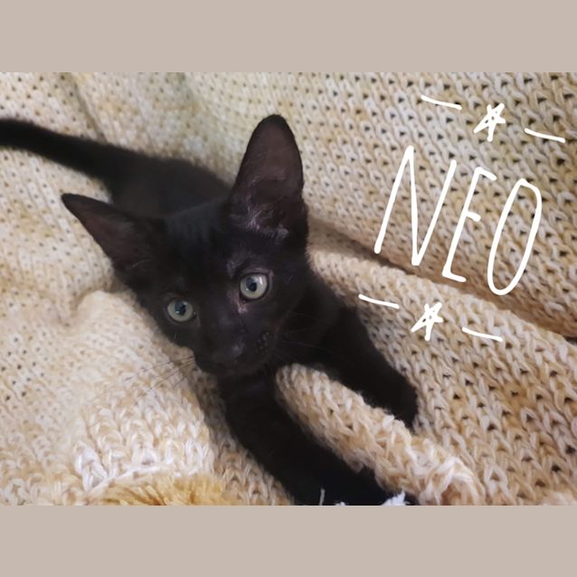 Photo of Neo