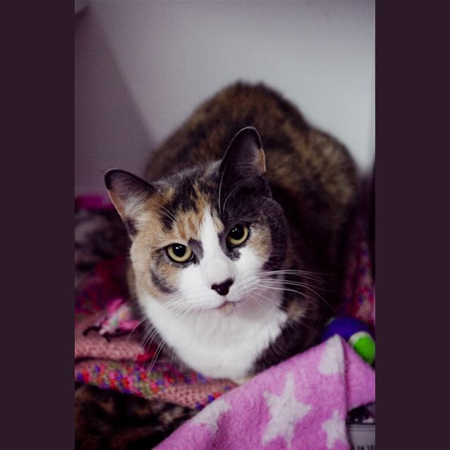 Photo of Tiger Lilly