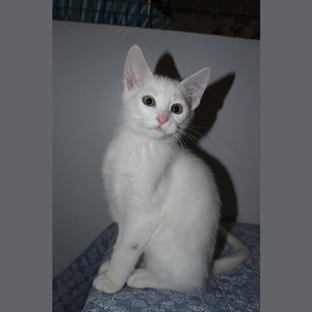Photo of Hannibal