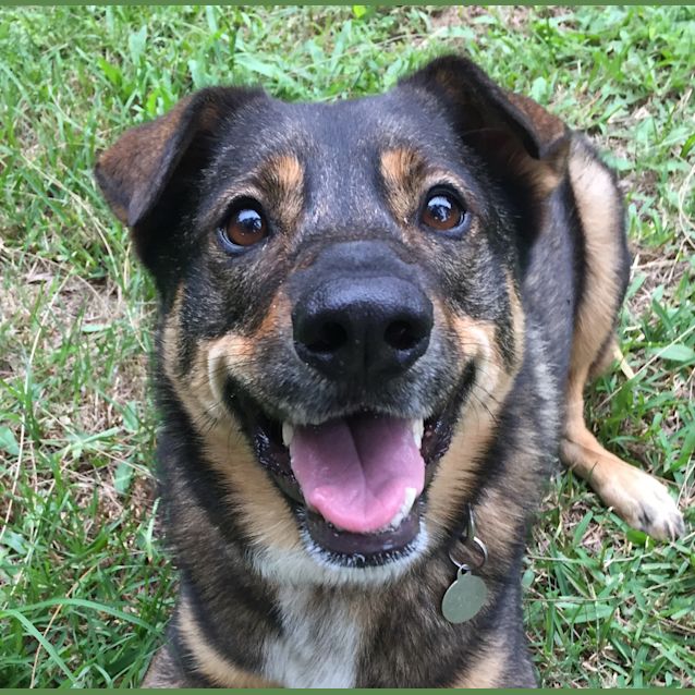 Photo of Lola ~ Shar Pei X ~ Rehomed 5/4/19