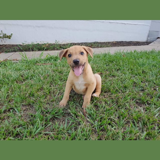 Photo of Mambo *Adoption Pending* 