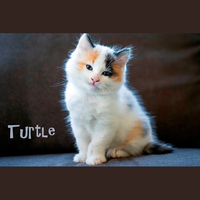 Photo of Turtle