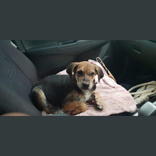 Photo of Chester