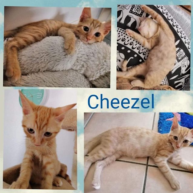 Photo of Cheezel