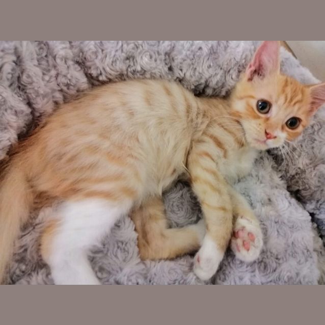 Photo of Cheeto