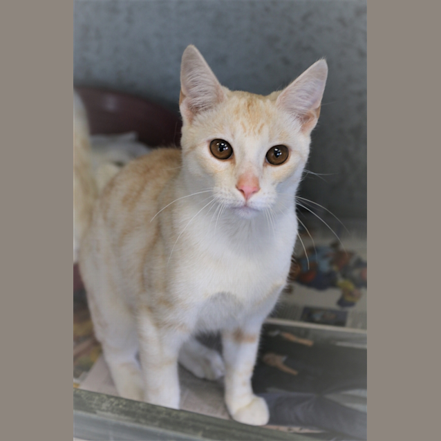 Photo of Atticus