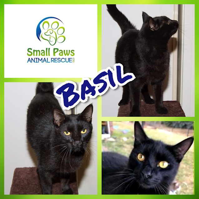Photo of Basil