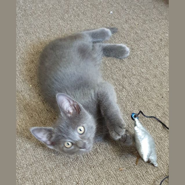 Photo of Misty