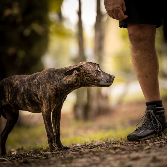 Photo of Hugo ~ 5 Month Old Staffy X  (On Trial 13/4/19)