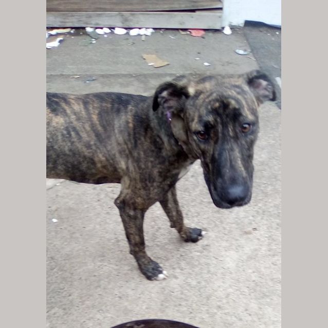 Photo of Pepper