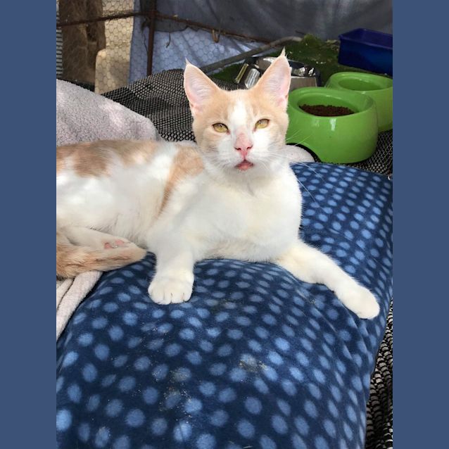 Photo of Ollie