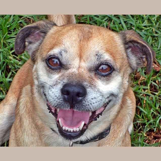 Photo of Stella