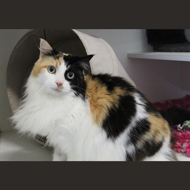 Photo of Aria