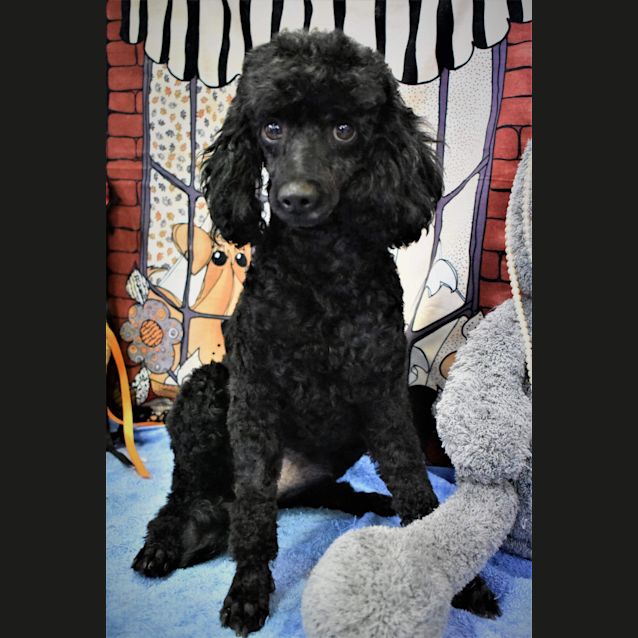 Photo of Sebastian 