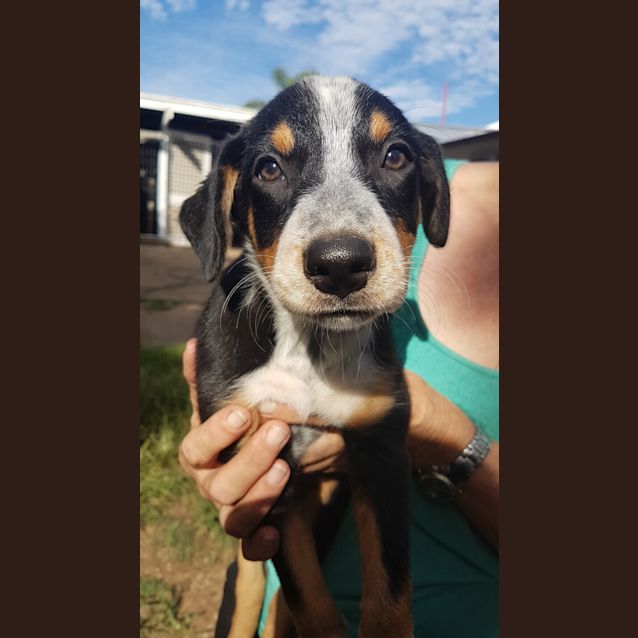 Photo of Harrison (Adoption Pending)