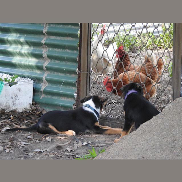 Photo of Brando (Adoption Pending)