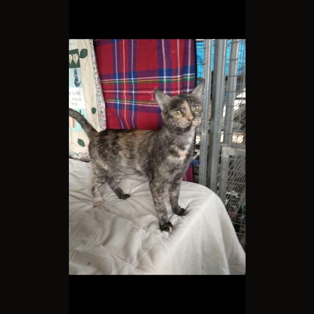 Photo of Peaches