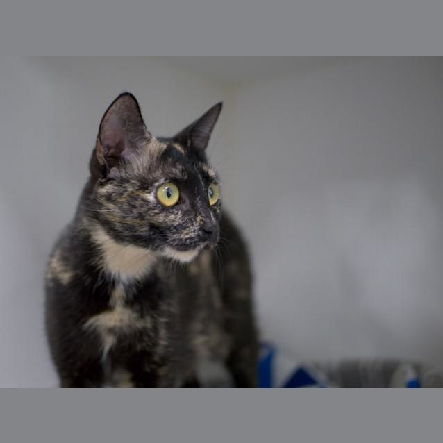 Photo of Sango