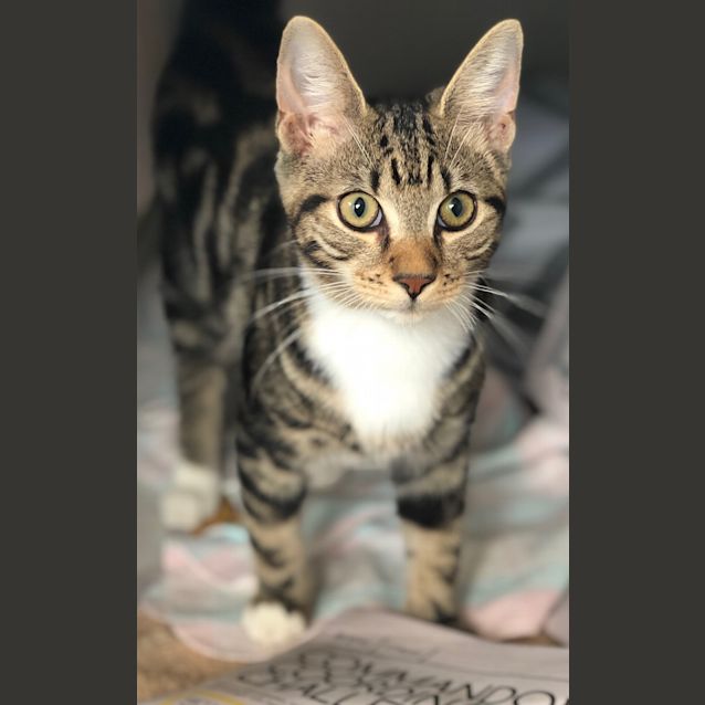 Photo of Angus