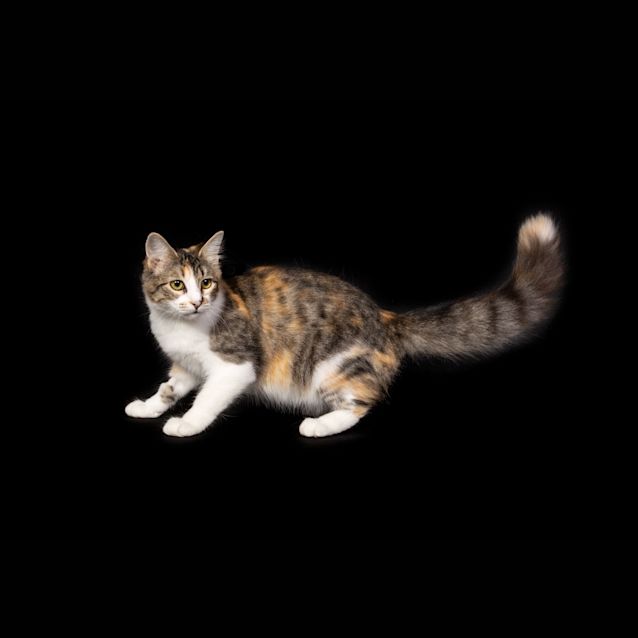 Photo of Pretzel