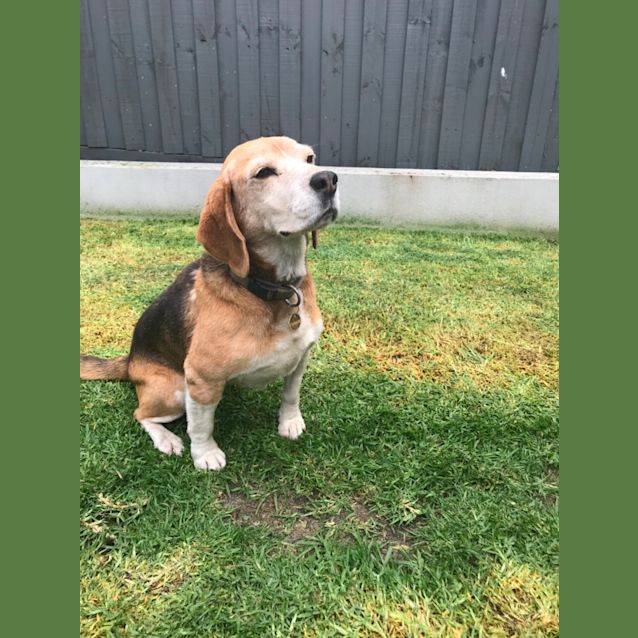 Photo of Daisy & Boston