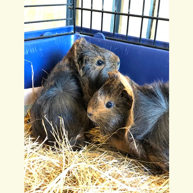 Photo of Pepper And Paprika