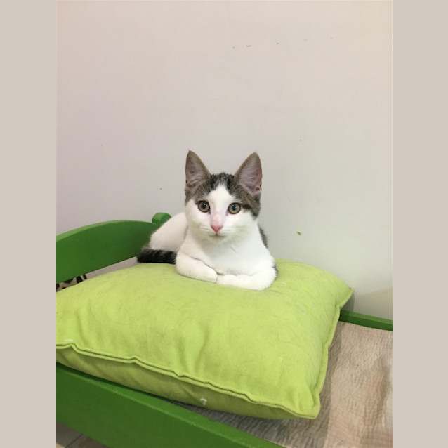 Photo of Nacho (Now Leo)