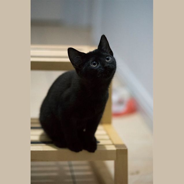 Photo of Cocoa
