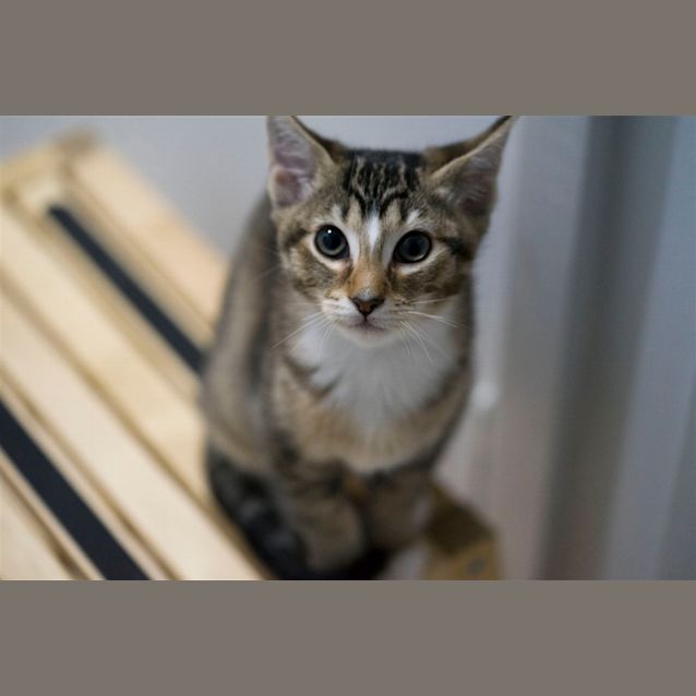 Photo of Caramel