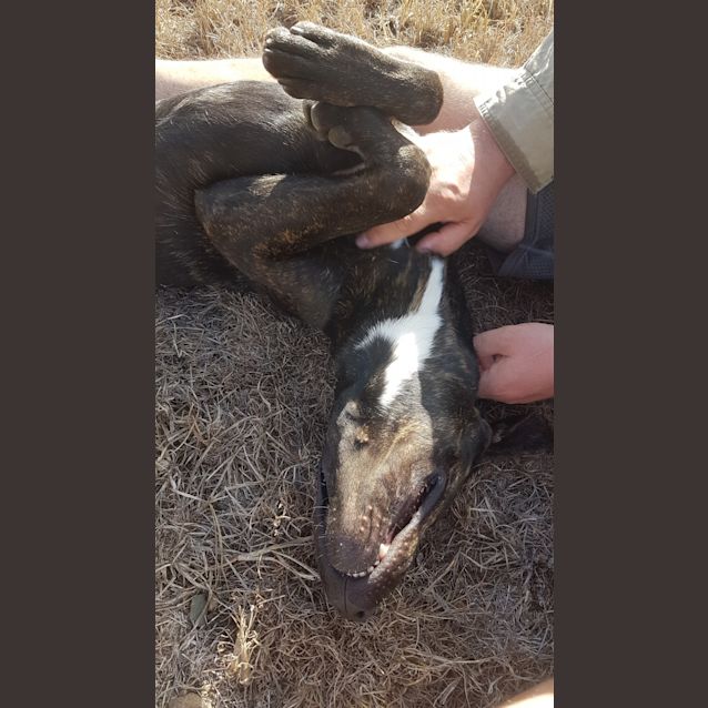 Photo of Fourex (Adoption Pending)