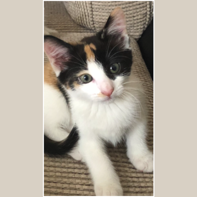 Photo of Missy