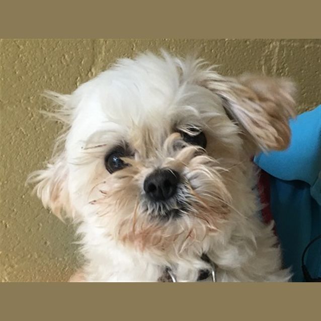 Photo of Patch