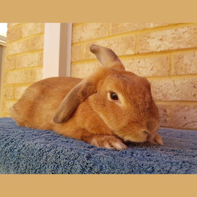 Photo of Lucy *Adopted*