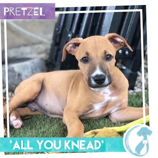 Photo of Pretzel