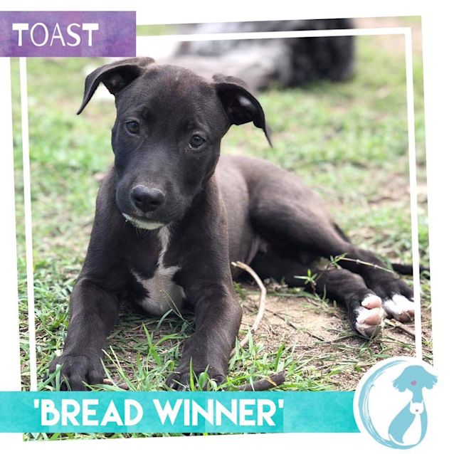 Photo of Toast