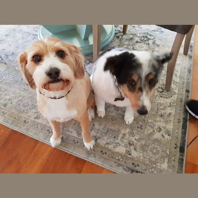 Photo of Thunder Dl2138 & Daisy Dl2137