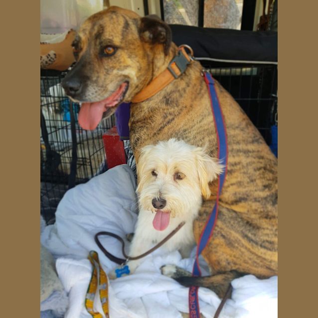 Photo of Boof & Ollie