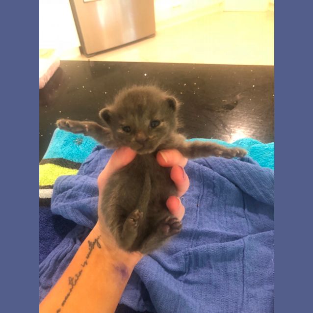 Photo of Steel (And Makita)