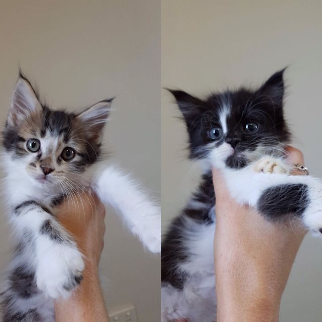 Photo of Pixie & Perky