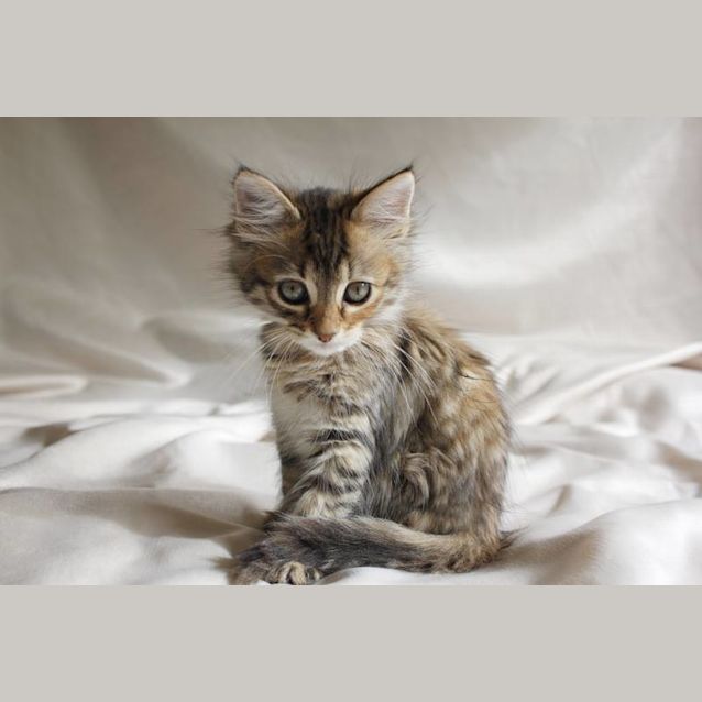 Photo of Selene