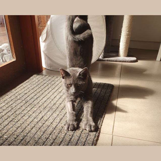 Photo of Smokey