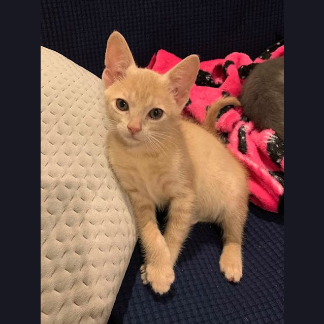 Photo of Ollie