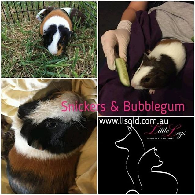 Photo of Snickers / Bubblegum