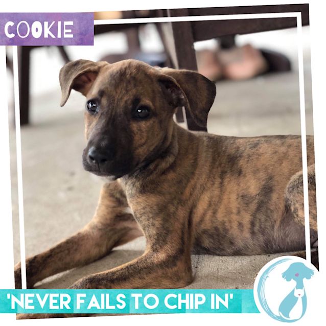 Photo of Cookie