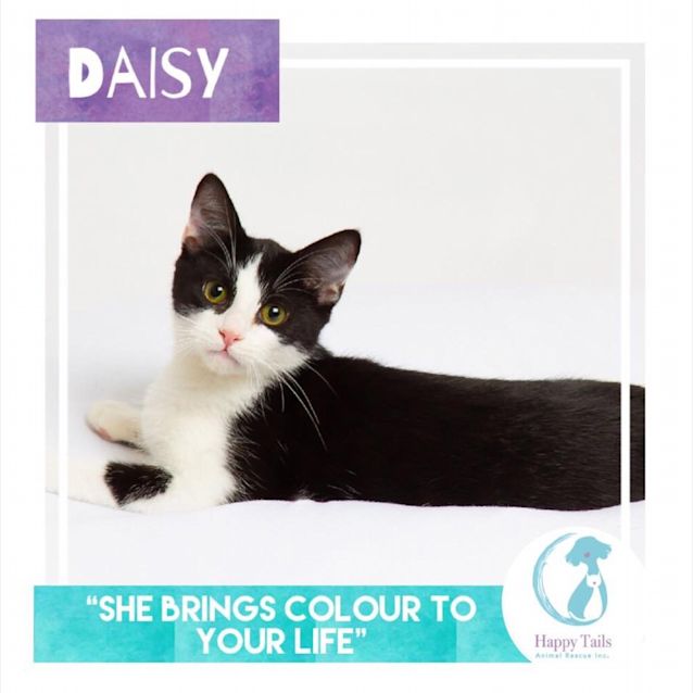 Photo of Daisy