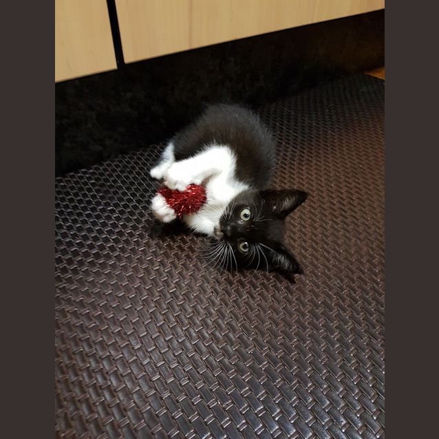 Photo of Rocket 😻