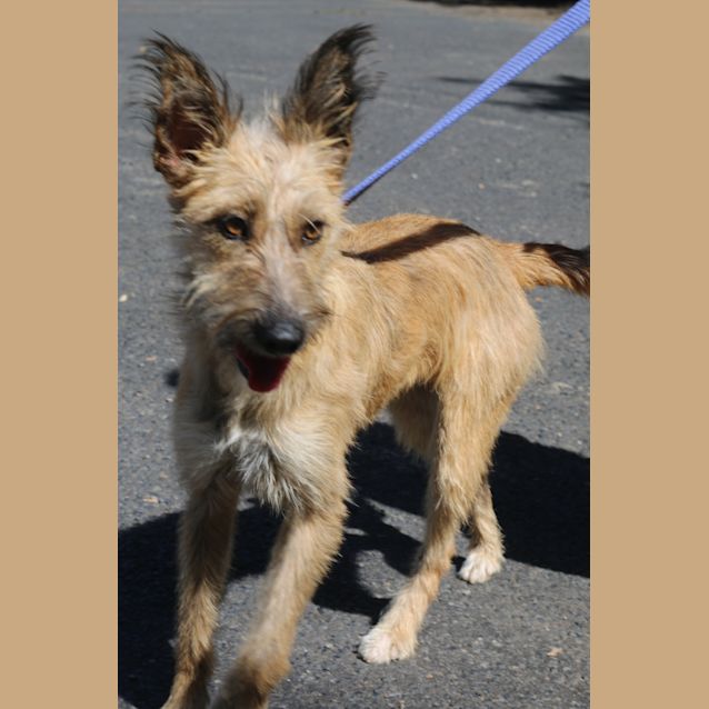 Photo of Sweet Pea