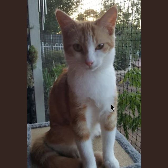 Photo of Georgie