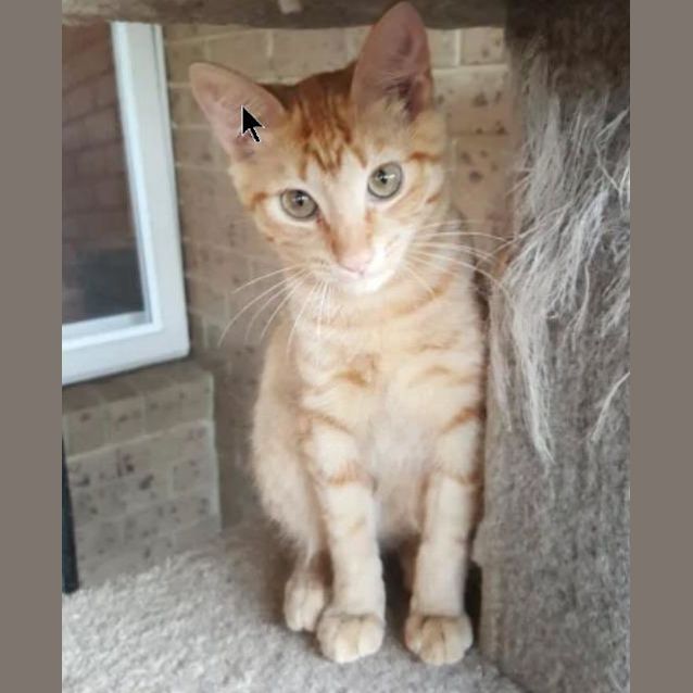 Photo of Flame